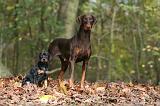 DOBERMANN 371